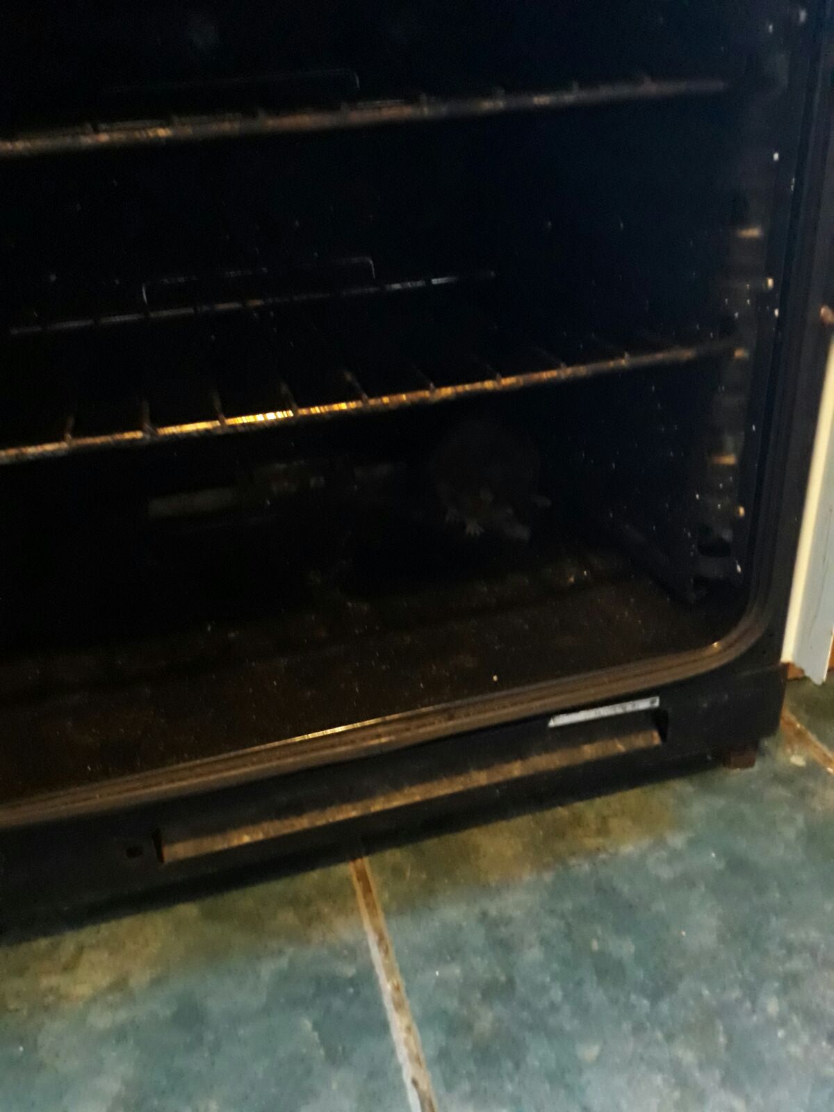 Oven containing a rat © J. Grayson